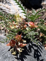 Astragalus lentiginosus semotus
