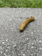 Ariolimax brachyphallus