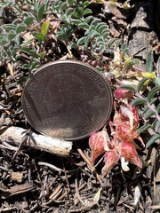 Astragalus lentiginosus semotus