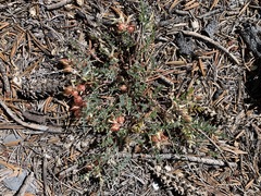 Astragalus lentiginosus semotus