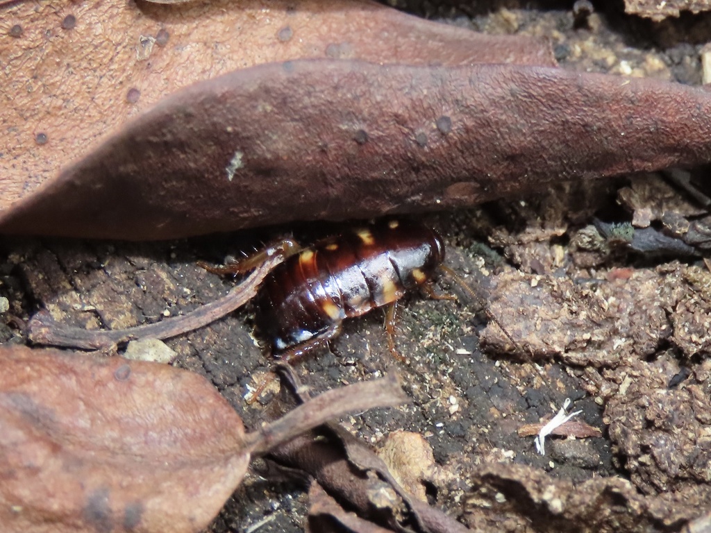 Australian Cockroach from Puerto Rico, Loíza, PR, US on December 24 ...
