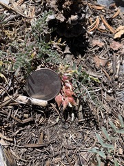 Astragalus lentiginosus semotus