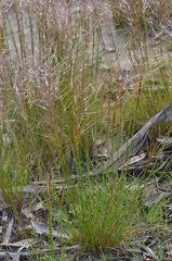 Austrostipa scabra