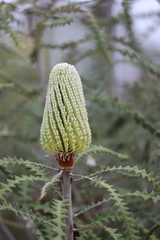 Banksia speciosa