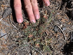 Astragalus lentiginosus semotus