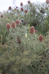 Banksia speciosa