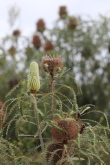 Banksia speciosa