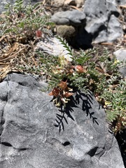 Astragalus lentiginosus semotus