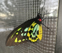 Ornithoptera