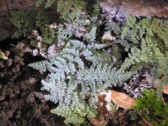 Myriopteris intertexta