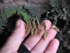 Myriopteris intertexta