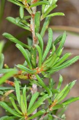 Pultenaea prostrata