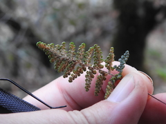 Myriopteris intertexta