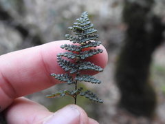 Myriopteris intertexta