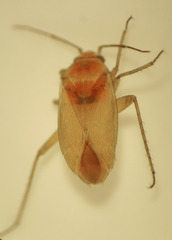 Pimeleocoris roseus