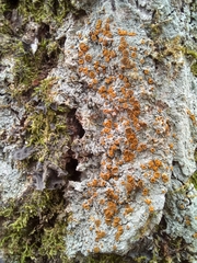 Brigantiaea leucoxantha