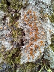 Brigantiaea leucoxantha