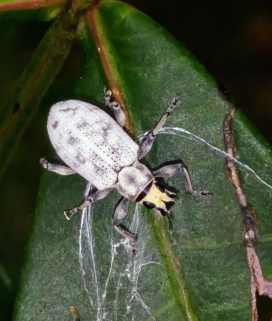 Sri Lanka Weevil