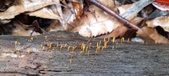 Calocera sinensis