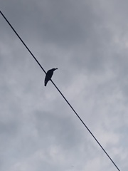 Aves