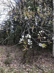 Amelanchier laevis