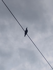 Aves