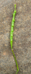 Brassica elongata