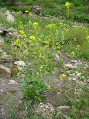 Brassica elongata