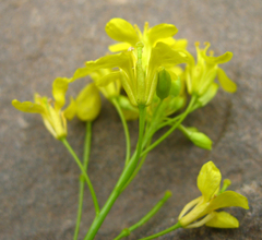 Brassica elongata