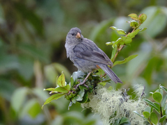 Catamenia