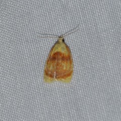Acleris curvalana