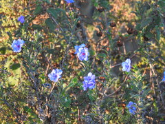 Glandora prostrata lusitanica