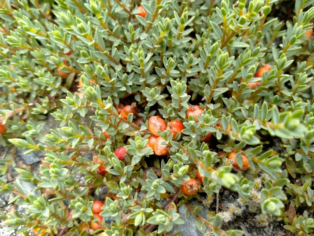 Pimelea prostrata, 9679, New Zealand, by john_barkla