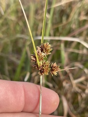 Cyperus reflexus
