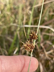 Cyperus reflexus