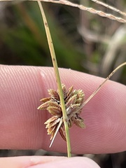 Cyperus reflexus