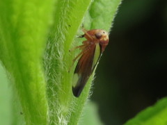 Balcanocerus provancheri