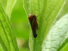 Balcanocerus provancheri