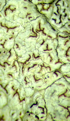 Enterographa pallidella