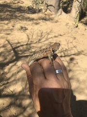 Sceloporus zosteromus