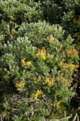 Brachyglottis cassinioides