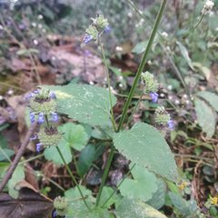 Salvia lasiocephala