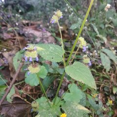 Salvia lasiocephala