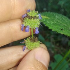 Salvia lasiocephala