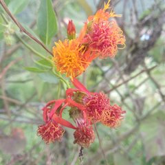 Pseudogynoxys haenkei