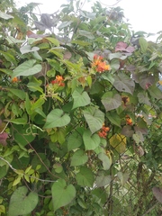 Pseudogynoxys haenkei