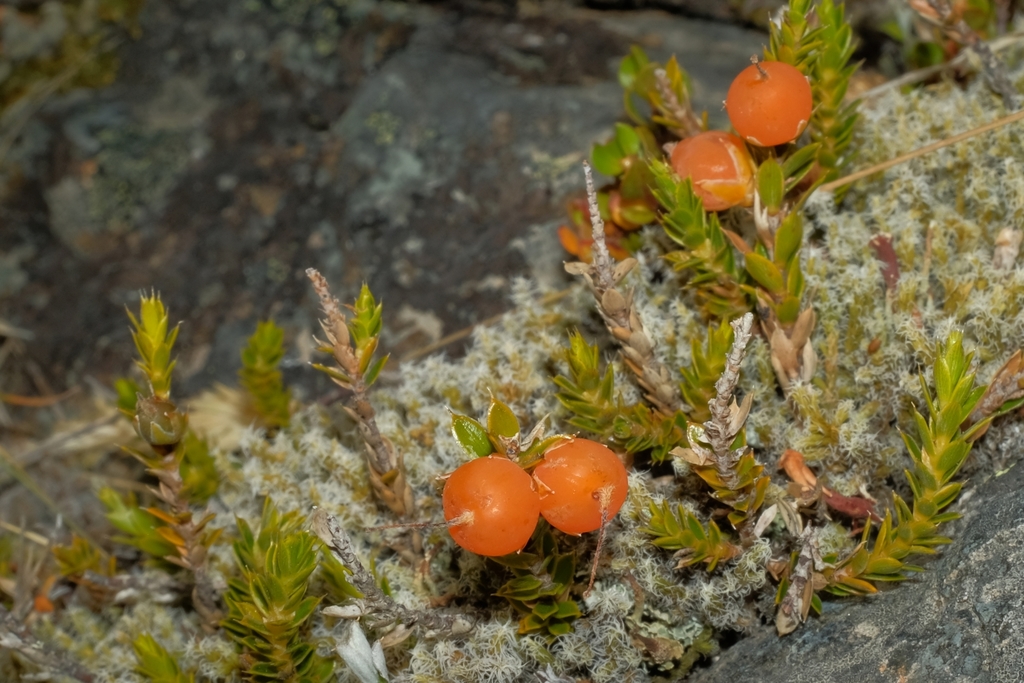Styphelia nesophila, 7999, New Zealand, by amanhunt