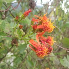 Pseudogynoxys haenkei