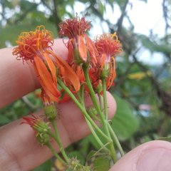 Pseudogynoxys haenkei