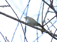 Vireo solitarius